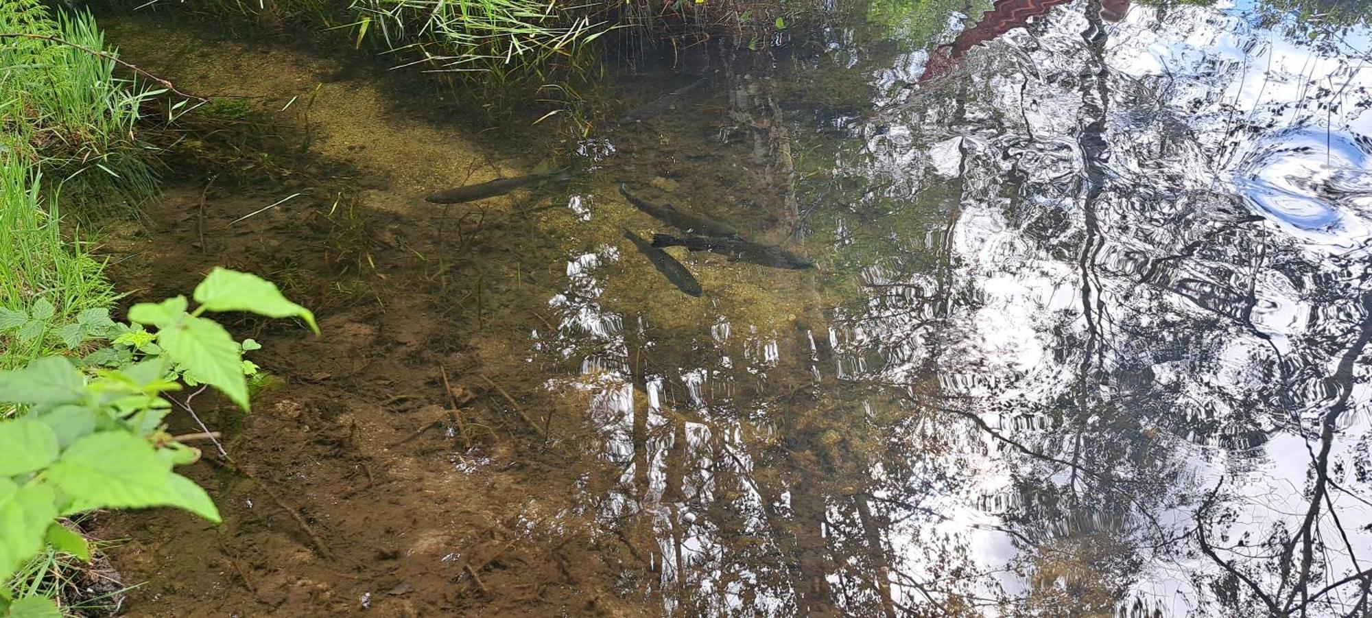 Gorskie Zacisze Panzió Borowice Kültér fotó
